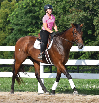 Retraining a Thoroughbred