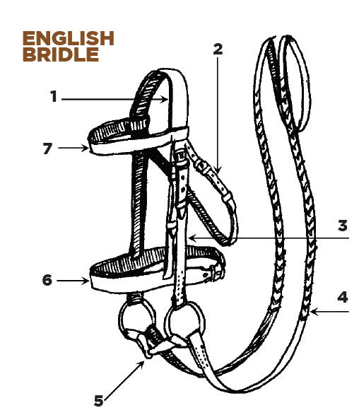 37-printable-parts-of-a-western-saddle-anabelaleeha