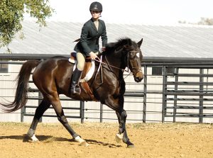 Fit Rider: Stretches for Horseback Riders to Help Back Pain