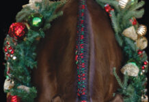Holiday Gift Ideas for Equestrians A holiday horsey photo shoot can be a great equestrian gift idea.