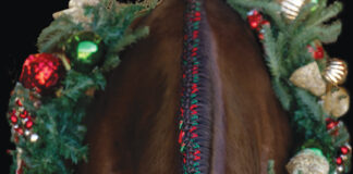 A holiday horsey photo shoot can be a great equestrian gift idea.