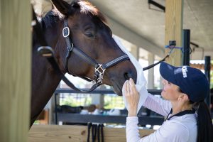 Horse Grooming Routine Upgrades
