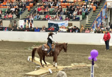 Equine Affaire Massachusetts 2025: Where Horse Lovers Celebrated Everything Horse