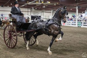 Equine Affaire Breed Demonstration