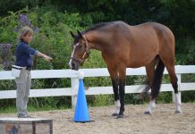 shawna karrasch and positive reinforcement training
