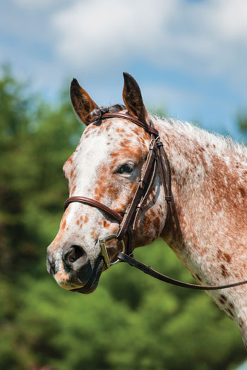 Headshot of a Pony of the Americas in an English bridle