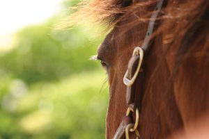 Equine Euthanasia Horse Face