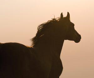 Horse Silhouette Equine Euthanasia