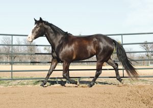 Free Exercise of a Senior Horse in a Roundpen