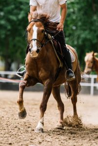 7 Tips on Equine Conditioning