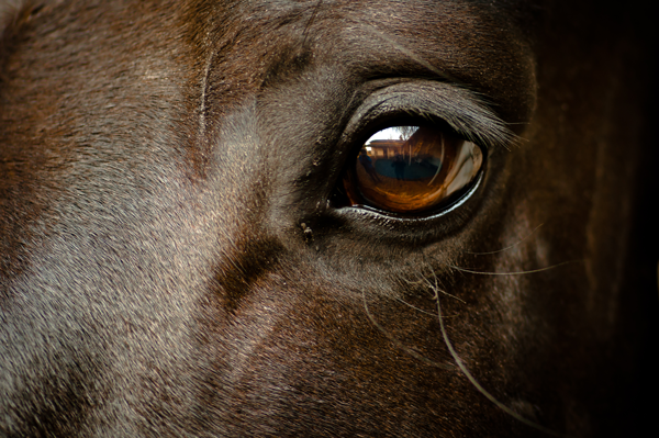 Horse Eye