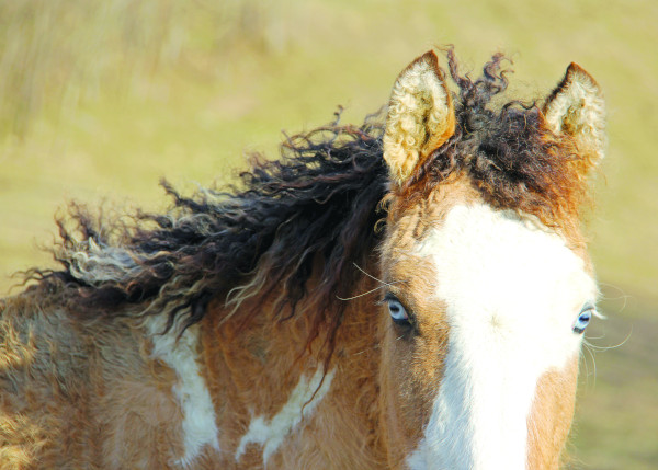 Close up of Bashkir curly horse.