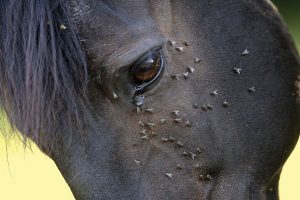 Face Flies Spring Horse Care with Parasites