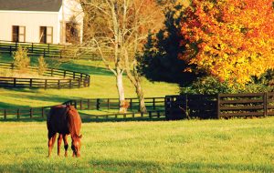 Fall Forage for Horses