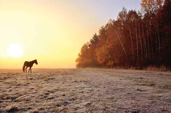 Frost on Grass