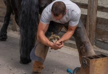Impact of COVID-19 on Farriers and Veterinarians