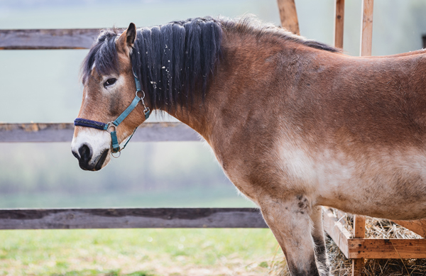 fat metabolic horse in field