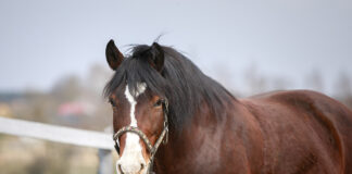 An easy keeper of a horse. Feeding these horses can be tricky – read along for tips.