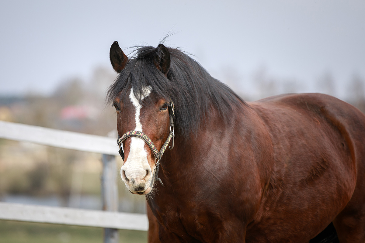 An easy keeper of a horse. Feeding these horses can be tricky – read along for tips.