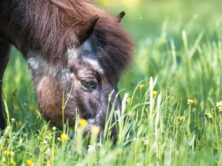 Feeding the Senior Horse