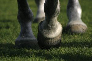 Funky Feet: 5 Serious Hoof Conditions