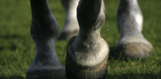 Horse Feet