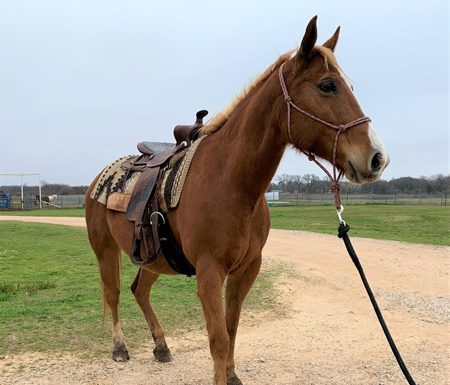 Flame - My Right Horse Adoptable Horse of the Week