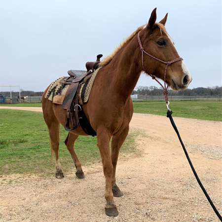 Flame - My Right Horse Adoptable Horse of the Week