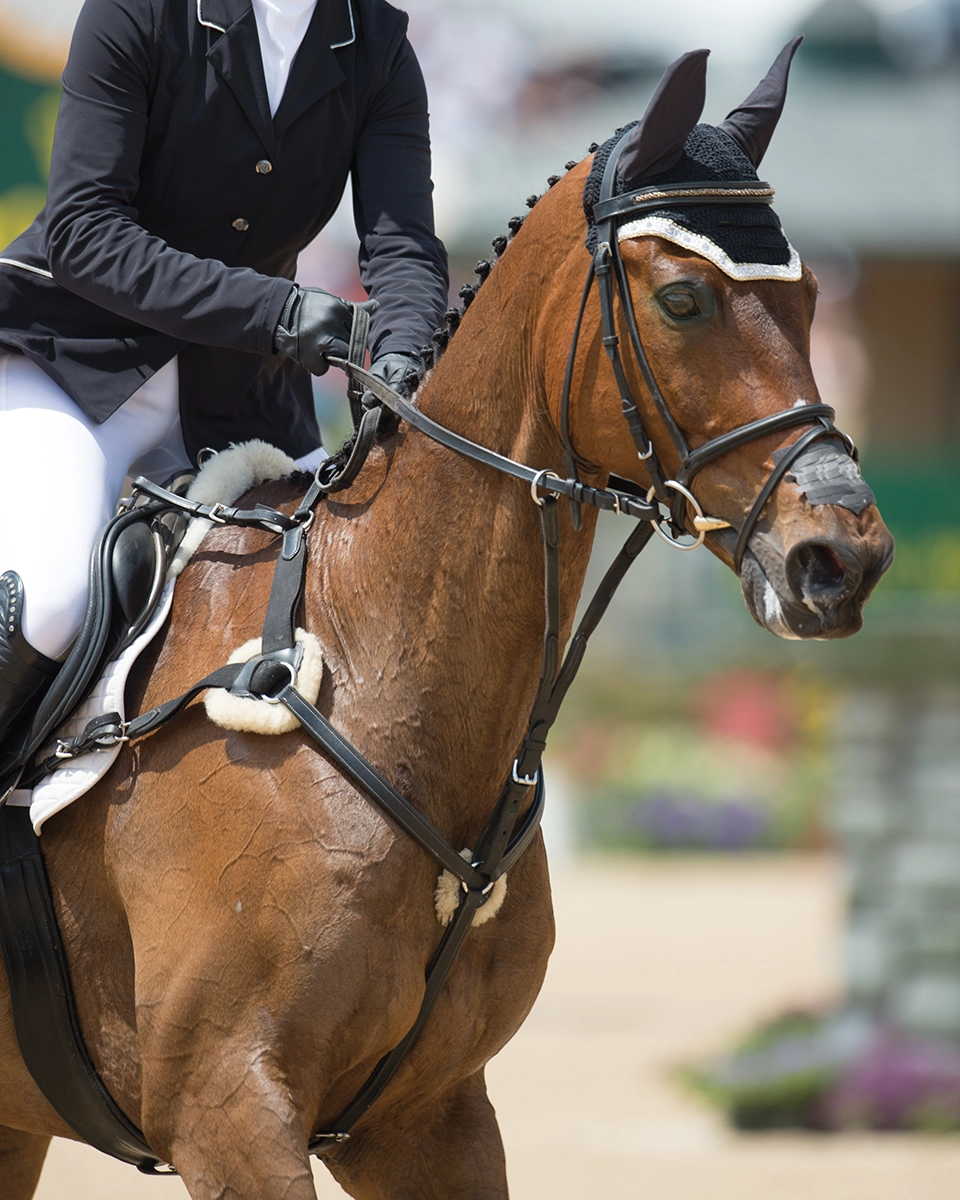 A sport horse wearing a flash noseband.