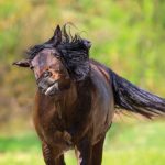 Spring Horse Care Against Flies and Parasites
