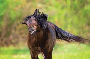 Protecting Your Horse This Spring from Flies and Worms, Oh My!