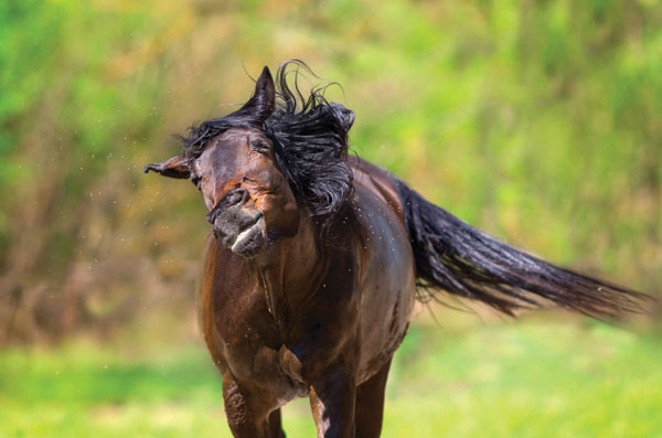 Spring Horse Care Against Flies and Parasites