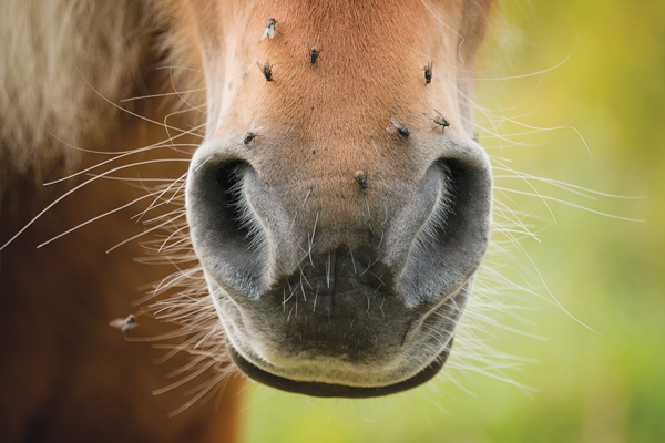 Horse has flies on nose