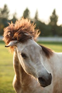 Flies swirling around horse's head.