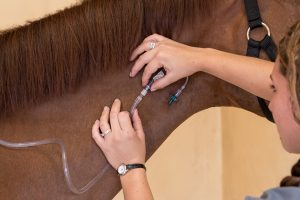 Equine Coronavirus might need supportive care