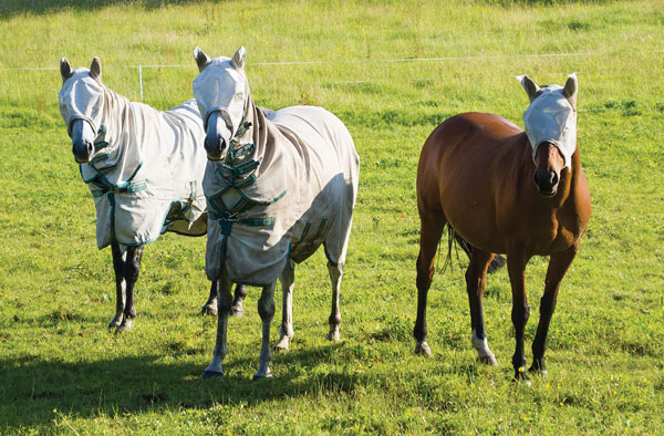 Fly mask and fly sheet and fly boots