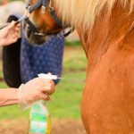Natural Insect Repellents for Horses