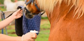 Natural Insect Repellents for Horses