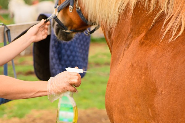 Natural Insect Repellents for Horses