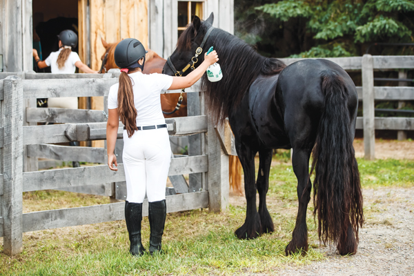 Fly spraying a horse to prevent flies