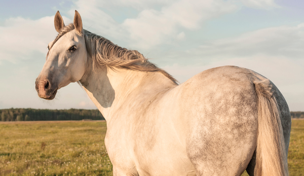 Fostering a Horse