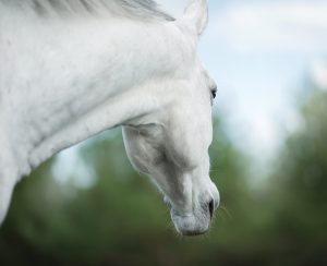 Horse head