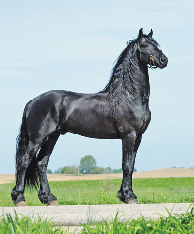 Julius at Kettle Creek Friesians