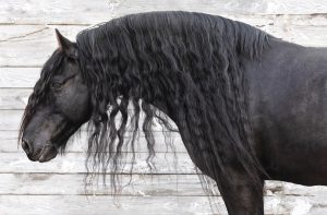 The Friesian Horse