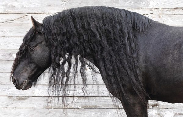 Friesian Horse Breed