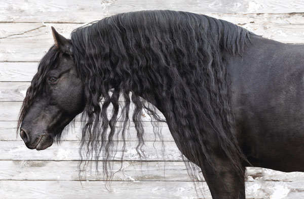 Friesian Horse Breed