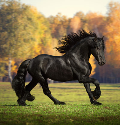 Friesian Horse - Jason Tice - Friesian Horse Association North America