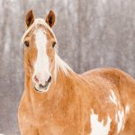 FAQs Winter Horse Care - Paint Horse