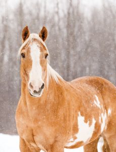 Frosty FAQs: Vet Tips for Caring for Your Horse When Temperatures Drop