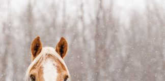 FAQs Winter Horse Care - Paint Horse